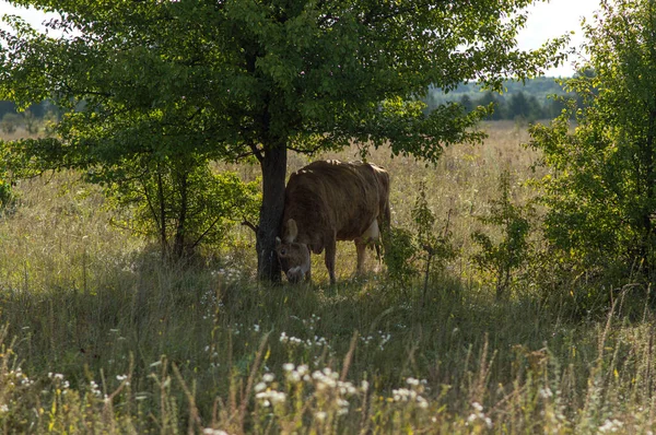牛は晴れた日に畑で夏に草を食べます緑の草アルファルファクローバー — ストック写真