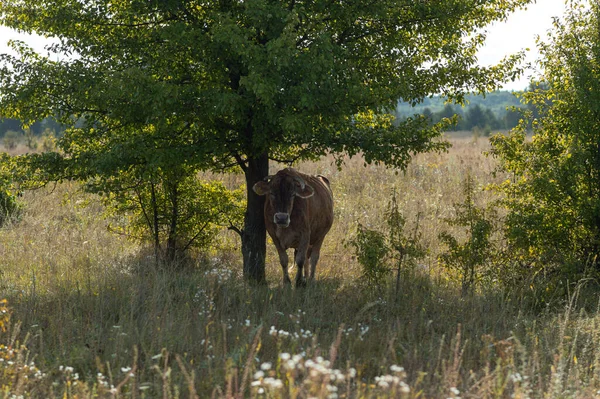 Cows Graze Summer Field Sunny Day Eat Green Grass Alfalfa — Stock Photo, Image