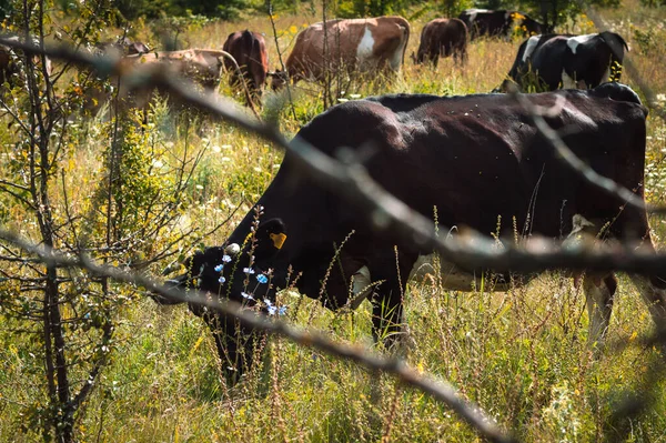 Vacas Pastan Verano Campo Día Soleado Comen Hierba Verde Trébol —  Fotos de Stock