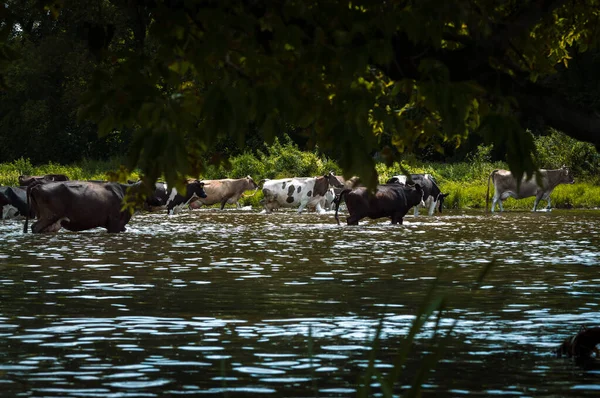 Koeien Steken Rivier Koeien Drinken Water Uit Rivier Grazen Zomer — Stockfoto