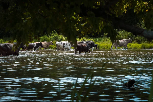 Krowy Przekraczają Rzekę Krowy Piją Wodę Rzeki Wypasanej Latem Polu — Zdjęcie stockowe