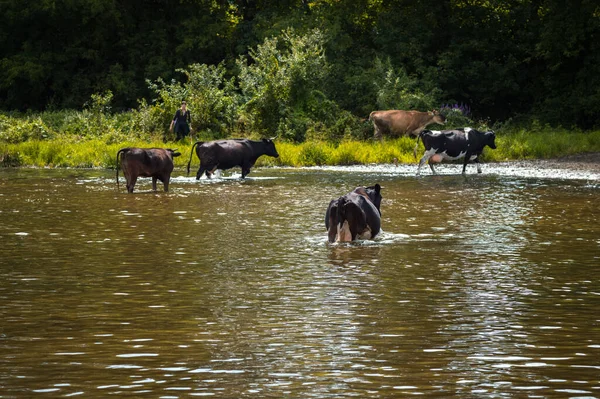 Kühe Überqueren Den Fluss Kühe Trinken Wasser Aus Dem Fluss — Stockfoto