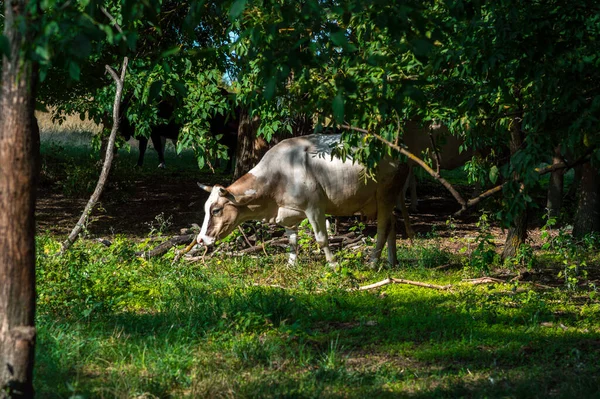 Коровы Пасутся Летом Поле Солнечный День Едят Зеленую Траву Люцерну — стоковое фото
