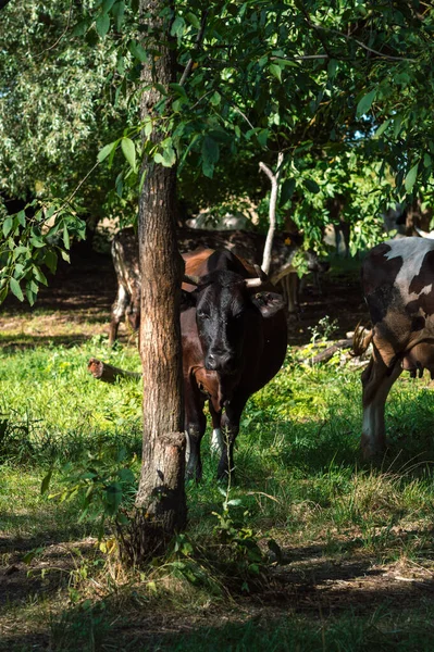 Koeien Grazen Zomer Het Veld Een Zonnige Dag Eten Groen — Stockfoto