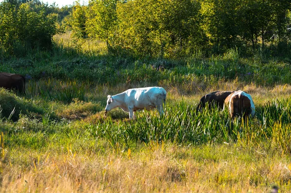 Vacas Pastan Verano Campo Día Soleado Comen Hierba Verde Trébol — Foto de Stock