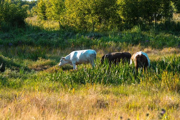 Les Vaches Paissent Été Sur Champ Par Une Journée Ensoleillée — Photo