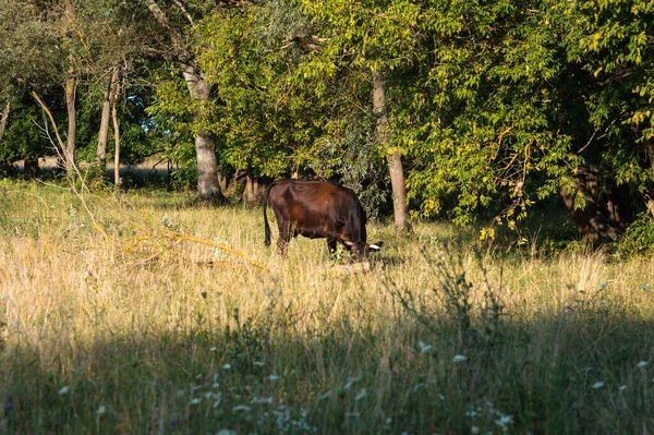 Cows Graze Summer Field Sunny Day Eat Green Grass Alfalfa — Stock Photo, Image