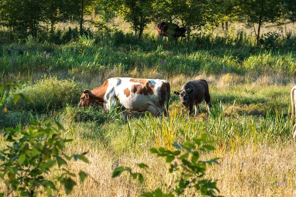 Koeien Grazen Zomer Het Veld Een Zonnige Dag Eten Groen — Stockfoto