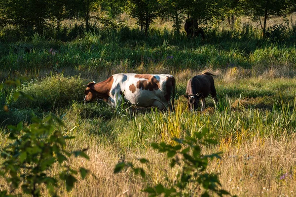 Vacas Pastan Verano Campo Día Soleado Comen Hierba Verde Trébol —  Fotos de Stock