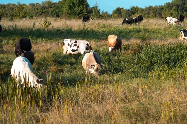 Les Vaches Paissent Été Sur Champ Par Une Journée Ensoleillée — Photo