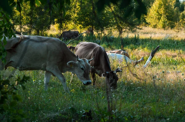 Коровы Пасутся Летом Поле Солнечный День Едят Зеленую Траву Люцерну — стоковое фото