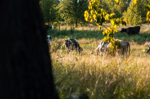 Krávy Pasou Létě Poli Slunečného Dne Jedí Zelenou Trávu Jetel — Stock fotografie