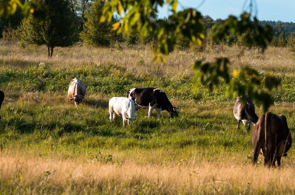 Koeien Grazen Zomer Het Veld Een Zonnige Dag Eten Groen — Stockfoto