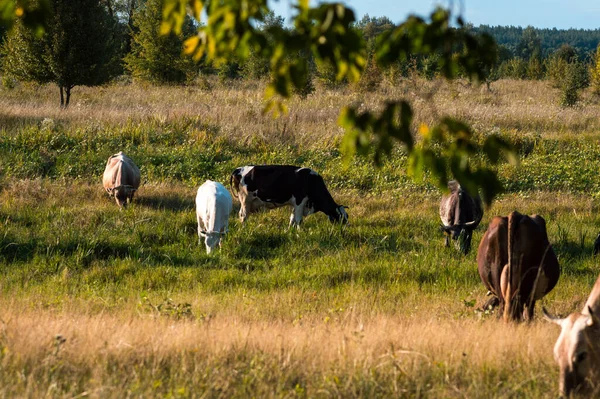 İnekler yazın güneşli bir günde tarlada otlar ve yeşil yonca yerler.