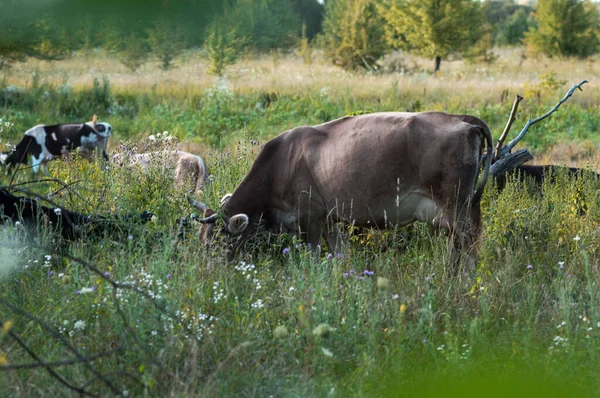 Αγελάδες Βόσκουν Καλοκαίρι Στο Χωράφι Μια Ηλιόλουστη Μέρα Και Τρώνε — Φωτογραφία Αρχείου