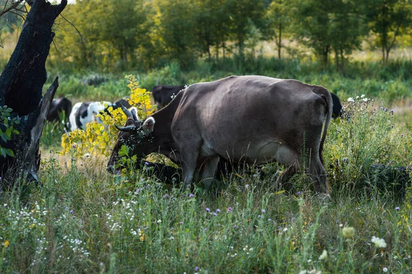 Vacas Pastan Verano Campo Día Soleado Comen Hierba Verde Trébol —  Fotos de Stock