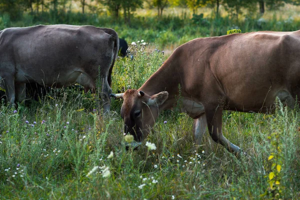 Αγελάδες Βόσκουν Καλοκαίρι Στο Χωράφι Μια Ηλιόλουστη Μέρα Και Τρώνε — Φωτογραφία Αρχείου