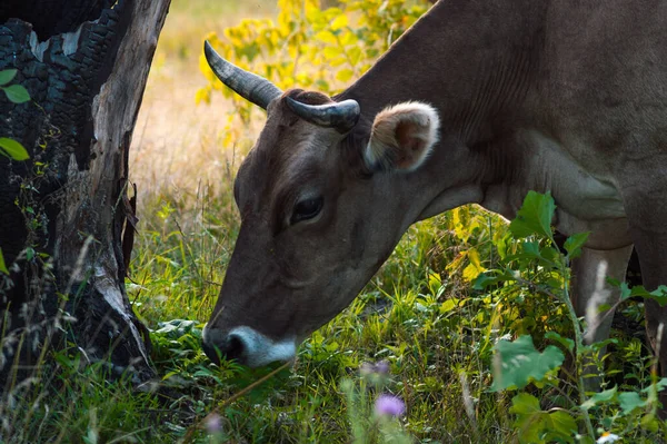 Vacas Pastan Verano Campo Día Soleado Comen Hierba Verde Trébol —  Fotos de Stock