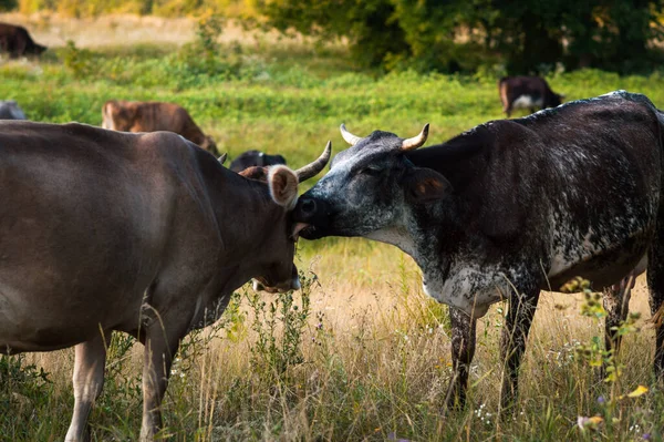 Vacas Pastan Verano Campo Día Soleado Comen Hierba Verde Trébol —  Fotos de Stock