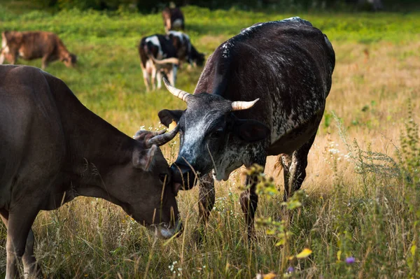 Vacas Pastan Verano Campo Día Soleado Comen Hierba Verde Trébol —  Fotos de Stock