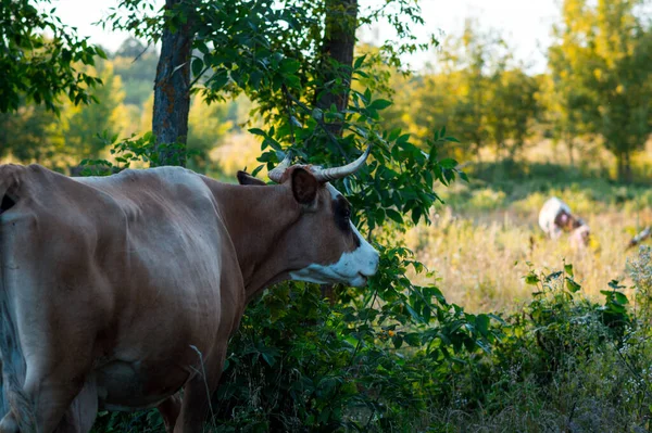 Vacas Pastam Verão Campo Dia Ensolarado Comem Trevo Alfafa Grama — Fotografia de Stock