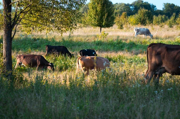 Vacas Pastan Verano Campo Día Soleado Comen Hierba Verde Trébol — Foto de Stock