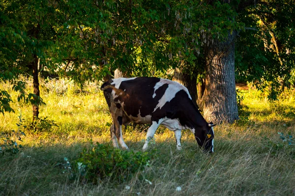 Cows Graze Summer Field Sunny Day Eat Green Grass Alfalfa — Stock Photo, Image