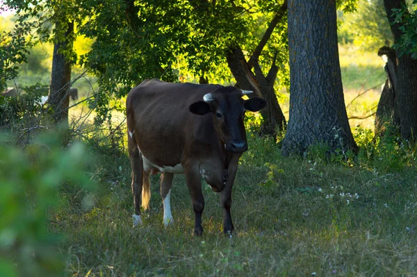 Vacas Pastam Verão Campo Dia Ensolarado Comem Trevo Alfafa Grama — Fotografia de Stock