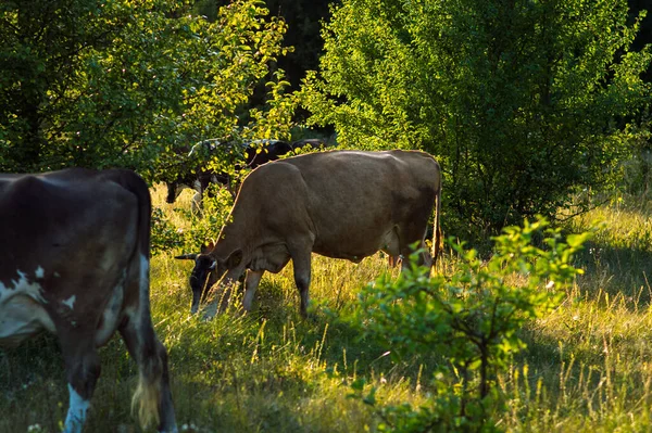 Koeien Grazen Zomer Het Veld Een Zonnige Dag Eten Groen — Stockfoto