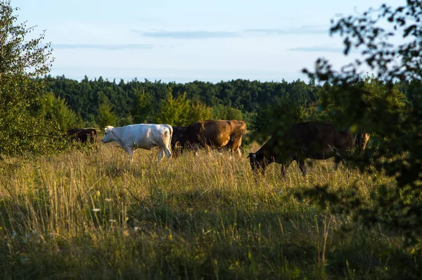 Krávy Pasou Létě Poli Slunečného Dne Jedí Zelenou Trávu Jetel — Stock fotografie