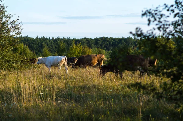 Les Vaches Paissent Été Sur Champ Par Une Journée Ensoleillée — Photo