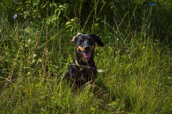 Köpek Siyahı Kahverengi Dachshund Otların Arasında Doğa Üzerine — Stok fotoğraf