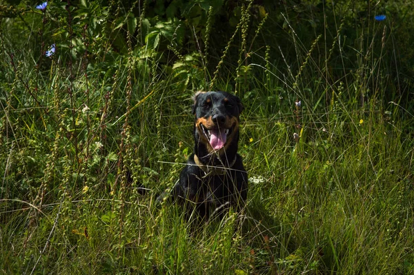 Köpek Siyahı Kahverengi Dachshund Otların Arasında Doğa Üzerine — Stok fotoğraf