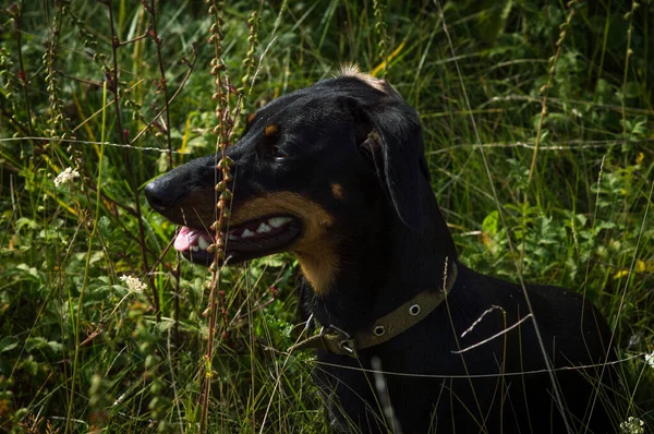 Chien Noir Avec Teckel Marron Sur Nature Dans Herbe — Photo