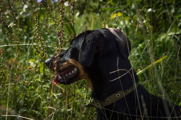 Köpek siyahı ve kahverengi dachshund otların arasında doğa üzerine