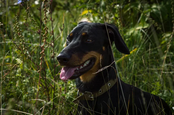 Köpek Siyahı Kahverengi Dachshund Otların Arasında Doğa Üzerine — Stok fotoğraf