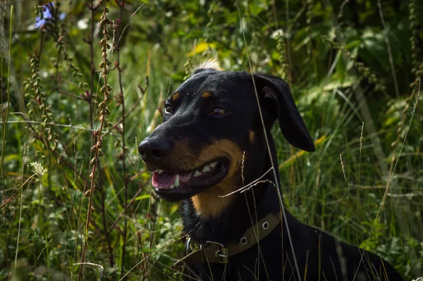 Chien Noir Avec Teckel Marron Sur Nature Dans Herbe — Photo