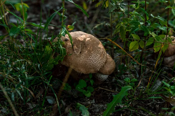 Automne Est Arrivé Est Temps Cueillir Les Champignons Dans Forêt — Photo