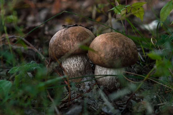 Automne Est Arrivé Est Temps Cueillir Les Champignons Dans Forêt — Photo