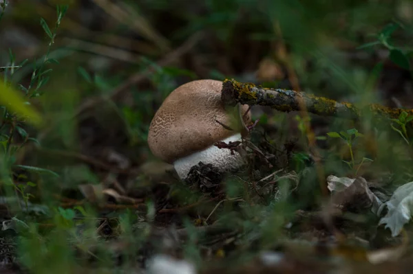 秋天到了 是时候在露天的森林里采摘蘑菇了 — 图库照片