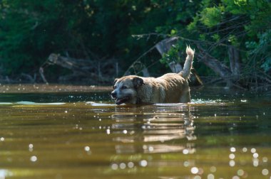 Sevimli, bej renkli, üzgün gözlü bir köpek.