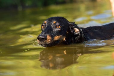 Yüzünde kahverengi lekeler olan siyah bir köpek.
