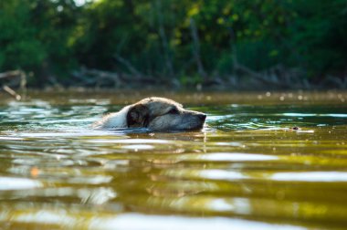 Sevimli, bej renkli, üzgün gözlü bir köpek.