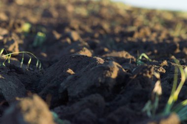 Traktör, yaz hasadından sonra gelecek yıla hazırlanmak için tarlayı sürüyor.
