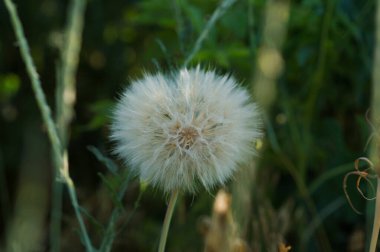 vahşi tarla bitkileri doğa