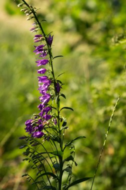 vahşi tarla bitkileri doğa
