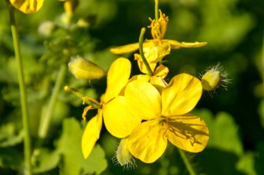 Bahçedeki botanik çiçeği