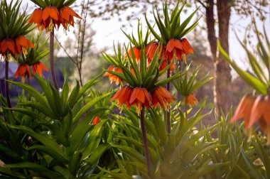 Bahçedeki botanik çiçeği