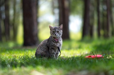 Şirin gri kedi yeşil parkta yürüyüşe çıktı.
