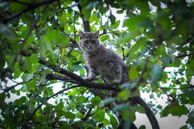 Şirin gri kedi köpeklerden saklanan yeşil bir ağaçta
